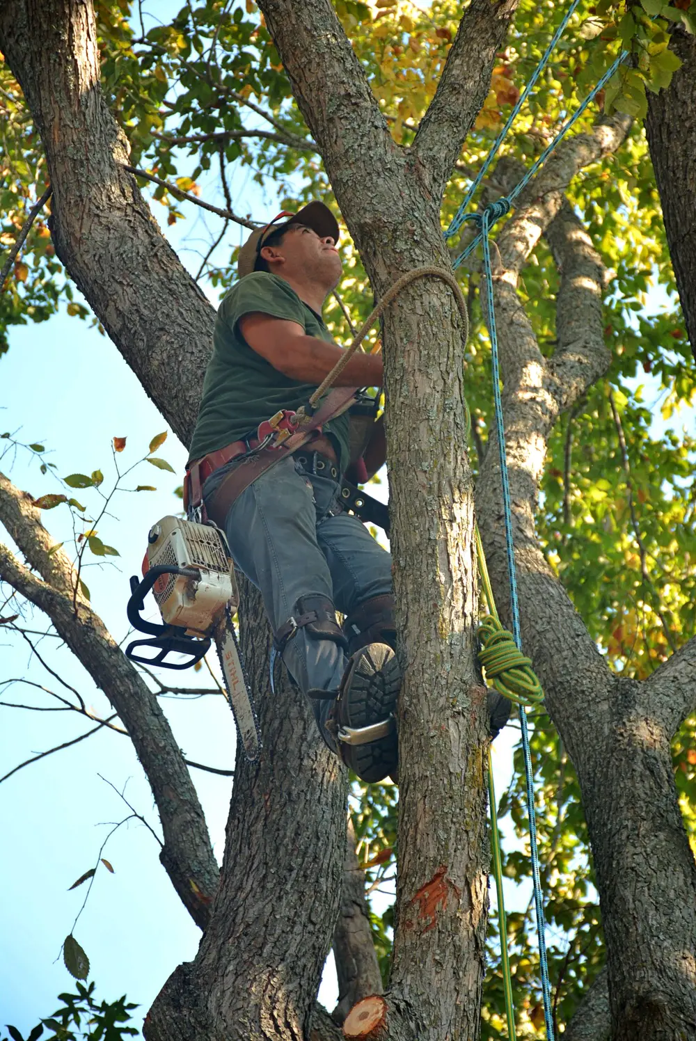Professional climber ascending a tree with rigging and chainsaw