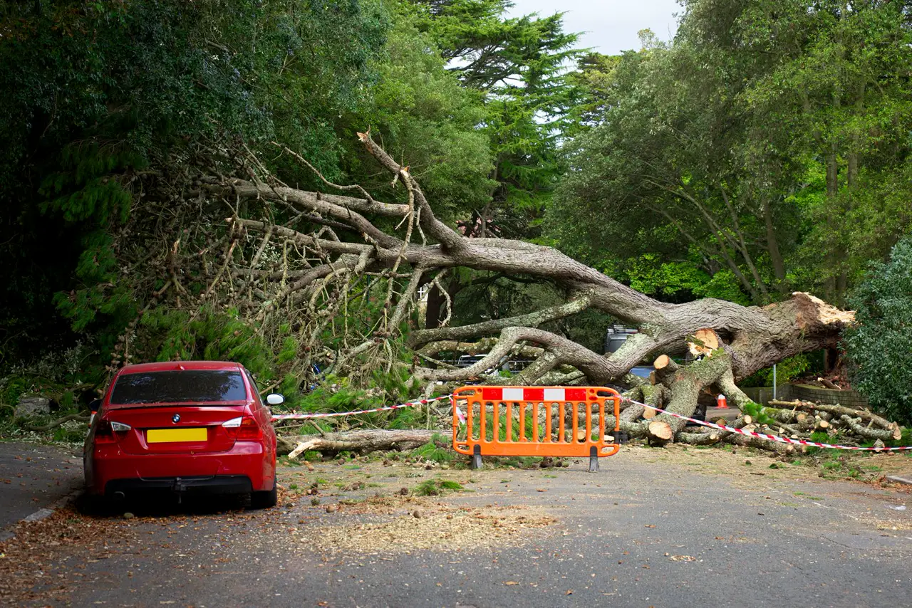 Storm-felled tree blocking a residential road behind an orange safety barrier